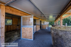 Boksy angielskie